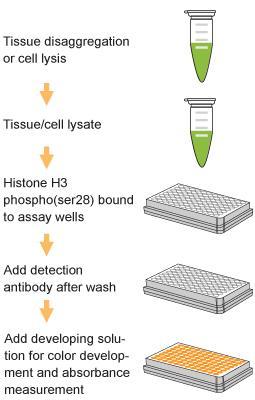Schematic Procedure for Using the Global Histone H3 Phosphorylation (Ser28) Assay Kit (Colorimetric) PROTOCOL 1) a) Prepare histone extracts from cells/tissues treated or untreated by using your own