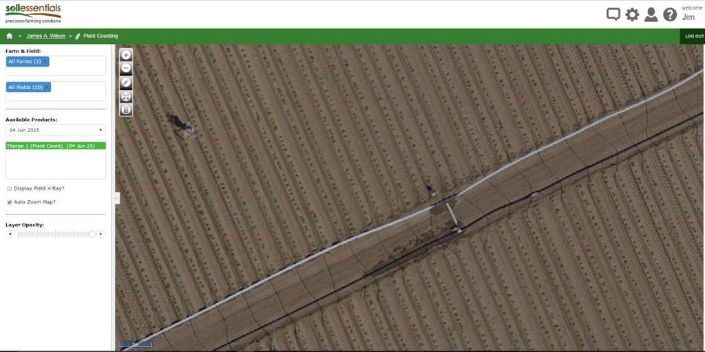 Figure 4 Potato crop at early emergence. Note drip irrigation lines, water leaks and wheeltracks.