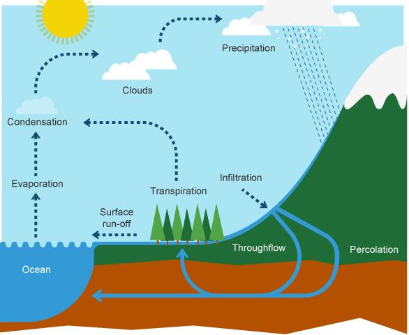 The Water Cycle 70% of precipitation ends up in streams, rivers, and the ocean the remaining 30% seeps into the water table Some of this resurfaces from springs,