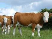 Calf Weaning Weight (kg) Cow Milk Score