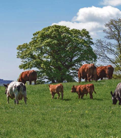 Challenge 4; Rural Infrastructure. Suckler cows & beef cattle are a key part of Irelands rural infra-structure. Small fragmented farms, marginal land etc.