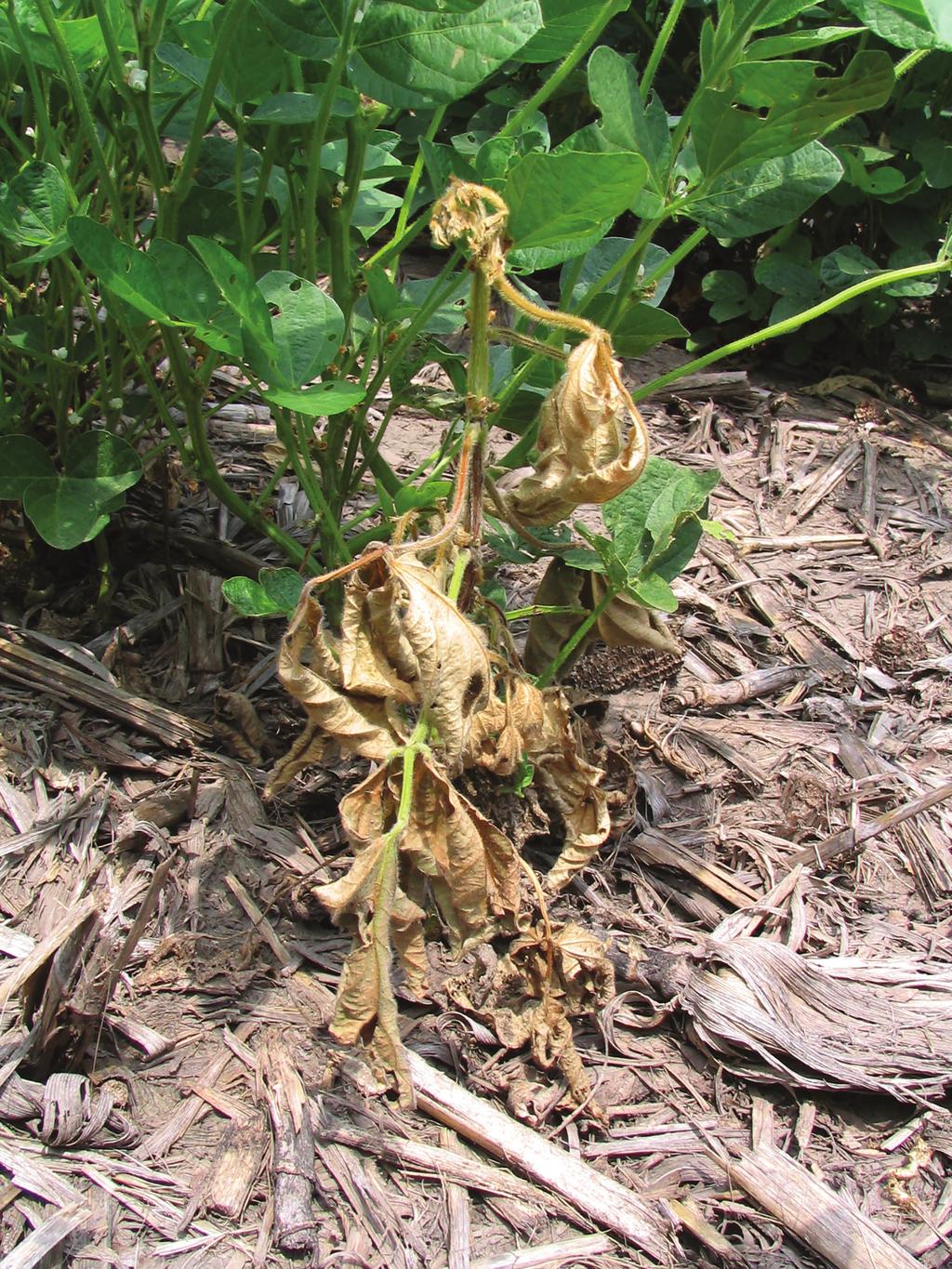 Figure 1. Soybean plant with Phytophthora root and stem rot.
