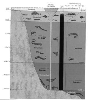 VERTICAL PROFILES Vertical distribution of fish according to environmental conditions Links