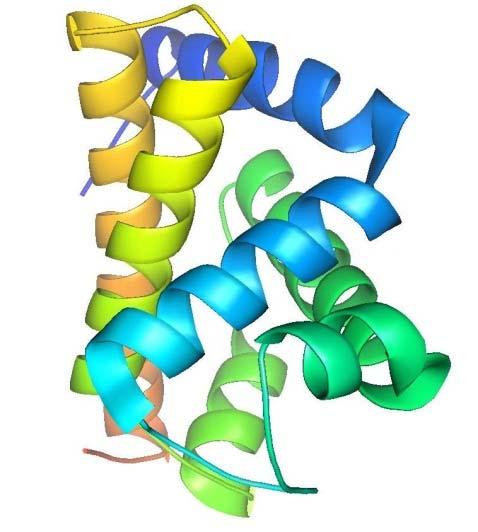 Protein Sequence, Structure and Function Protein >1MBN:_ MYOGLOBIN (154 AA)