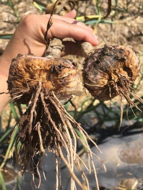 Two primary Fusarium diseases historically concern garlic growers: Fusarium Bulb Rot, caused by F.