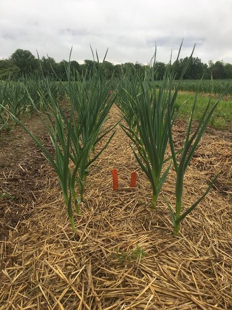 One row of the trial was a 4-inch raised bed, the other was flat ground. The other seven treatments were randomly replicated three times within the rows.