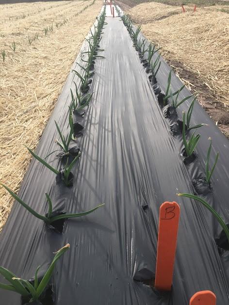 The primary concern is that it can actually get too hot under black plastic during the growing season, restricting garlic sizing in late June and early July.