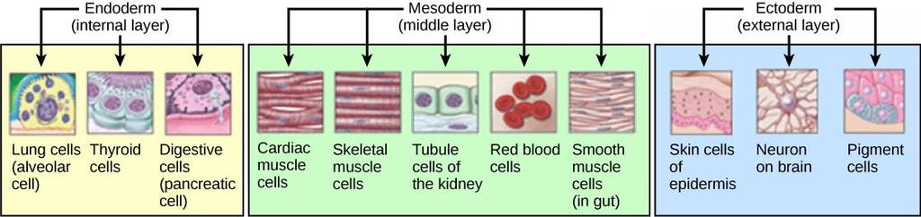 PLURIPOTENT STEM CELLS How They Work Understanding lineage