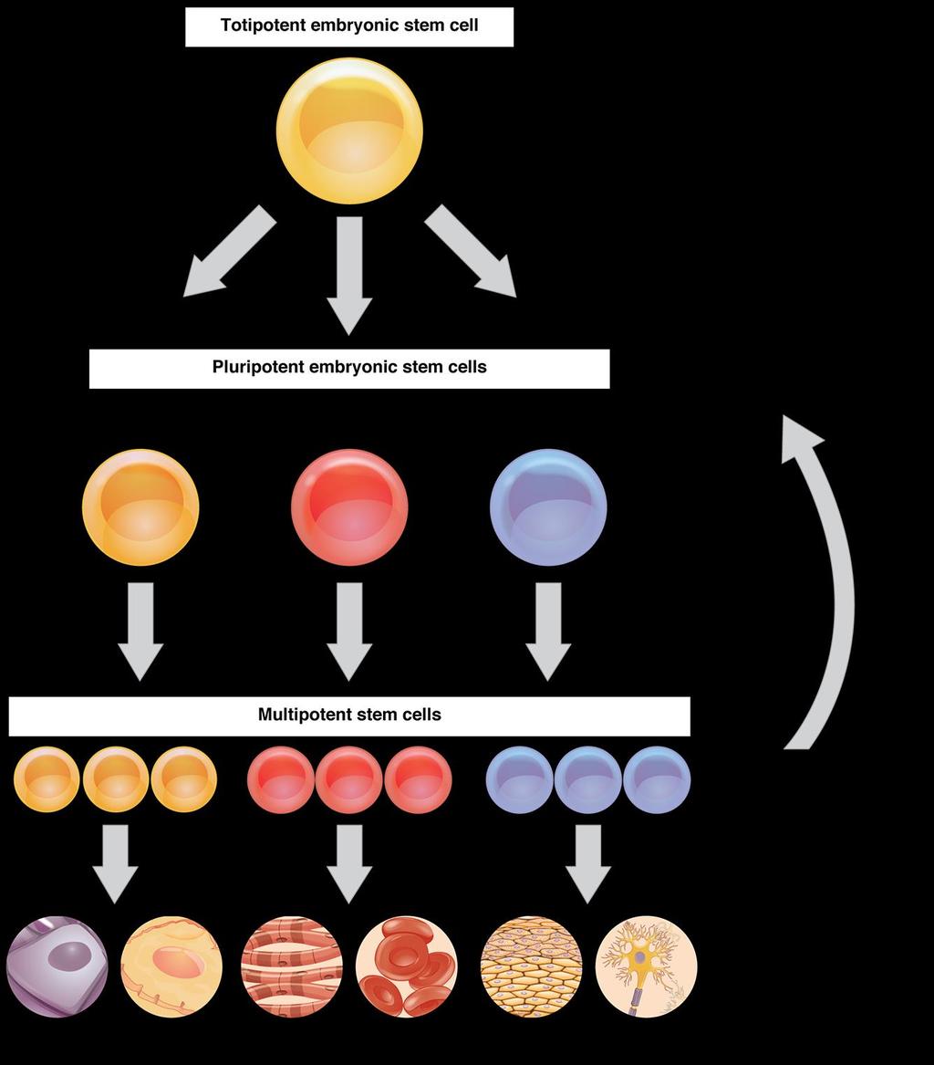 Derived from the embryo Forms all cell types in the body Used for early embryonic development Baby cells (from a zygote) that becomes a pluripotent cell Derived from the embryo or blood Forms all