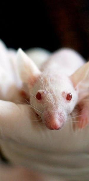 MESENCHYMAL STEM CELLS (MSCs) Discovery Alexander Friedenstein discovered mesenchymal stem cells in mice