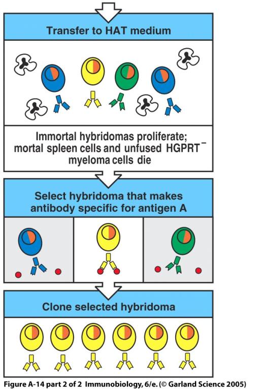 Hybridomas are hybrids between a non-transformed antibody