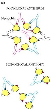 Precipitation Reactions: Polyclonal antisera Antibody and Antigen interactions in solution can lead to the formation of a lattice and precipitation of immune complexes.