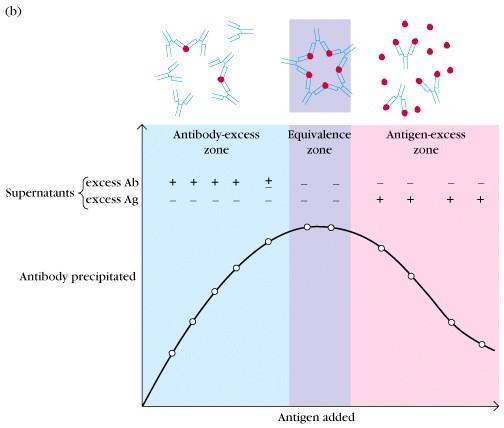 Precipitin Reaction: precipitates form most efficiently when antibody and antigen are at similar concentrations: the Equivalence Zone Antibody-excess zone Equivalence zone Antigen-excess zone