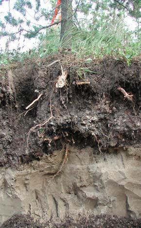 Reconstructed soils compare favourably