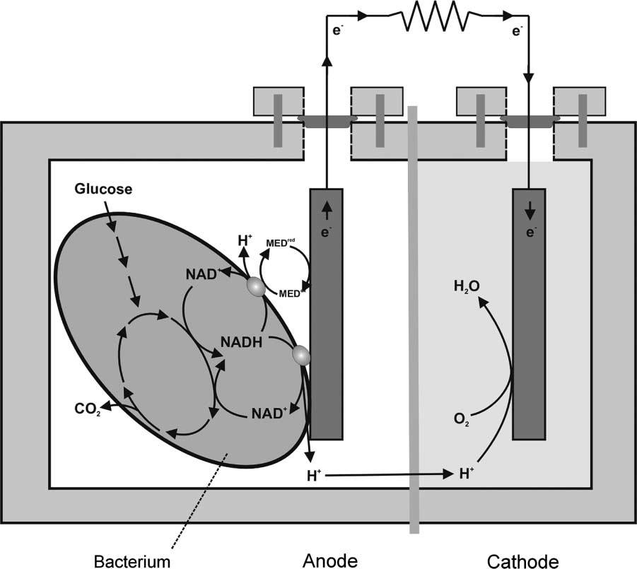 P. Aelterman et al. Figure 1 The principle of an MFC. The substrate is metabolized by bacteria, which transfer the gained electrons to the anode.