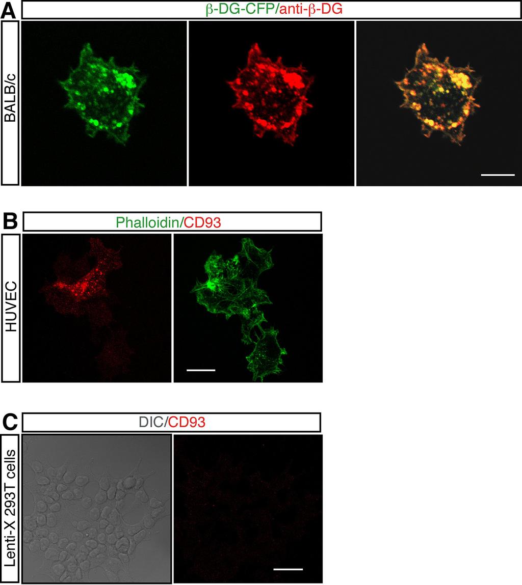 Supplementary Figure S2: Characterization of the anti-β-dg and anti-cd93 antibodies.