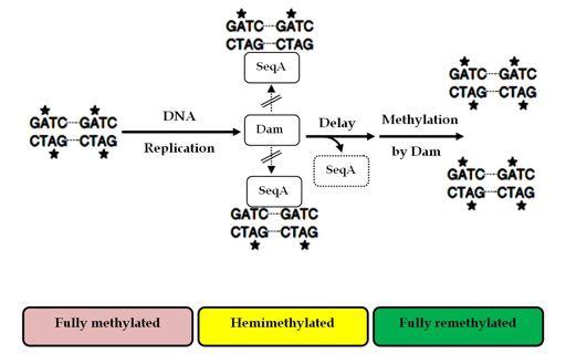 Methylation occurs at GATC sequences (11 are found in the origin of replication).