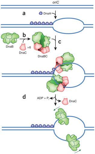 DNA Replication: Initiation-Elongation Transition from initiation to elongation: once the prepriming complex is loaded onto the replication fork, the primase DnaG is recruited