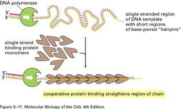 SSB Proteins: Single-Strand Binding Proteins Single strand binding proteins (or SSB proteins) straighten the