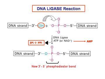 DNA Ligase: Formation