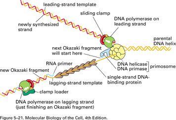 DNA Replication in Bacteria This figure integrates the information covered so far.