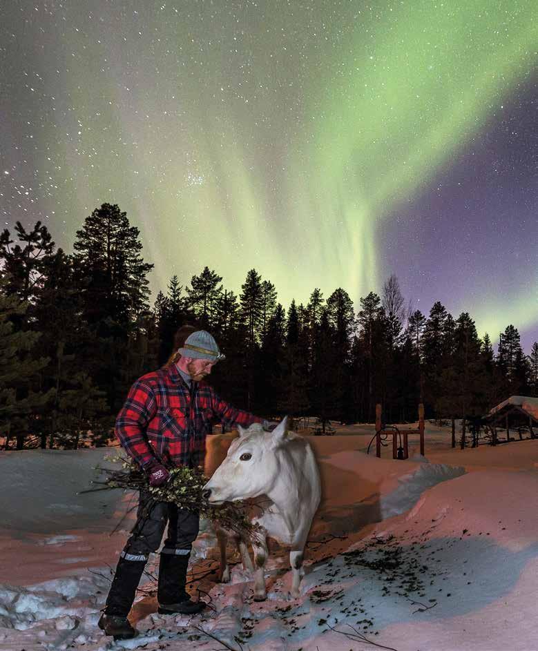 Looking to Lapland s past for a sustainable food source Rami Hiltunen feeds his Lappish cow under the northern lights.