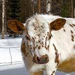 But as PÄIVI SOPPELA explains, thanks to a group of devoted farmers as well as national gene programs, a living gene bank and increased awareness of the value of these unique cows the Lappish cow is