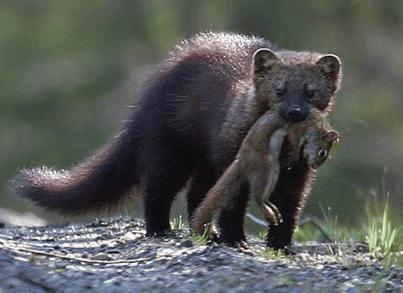 Fishers Member of weasel family Opportunistic omnivore Live in old growth forests in northern California.