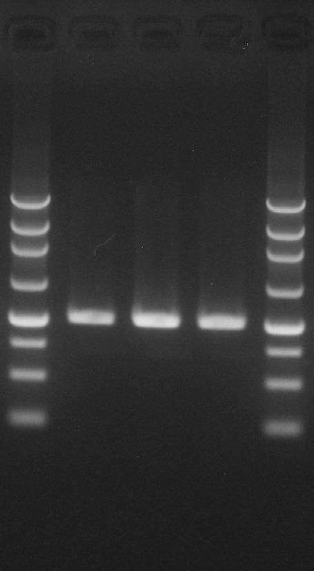 2. DNA extraction from plant leaf and PCR amplification Method: DNA was extracted from 2 mm diameter tomato leaf samples according to section V-1. "DNA extraction from tissue samples.