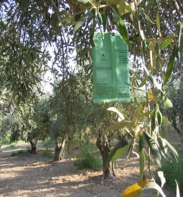 Olive fly (Bactocera oleae) control in organic olive orchards Control is based on a combination of tactics