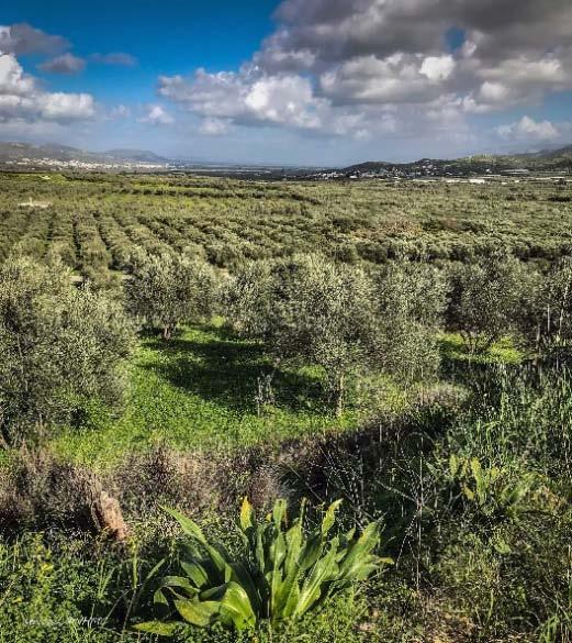 What will be the effect of SPAGE? Diversity in Crete Crete is a hot spot of plant biodiversity in the Mediterranean around 2100 plant species more than 300 endemic.