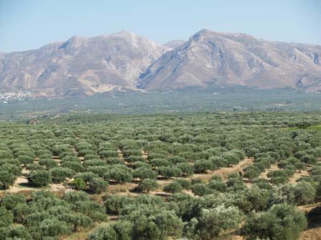 Olive Production Olive groves determine the character of the landscape and of rural production in