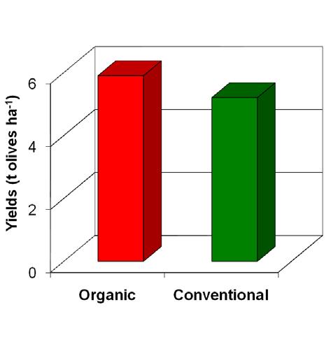 Yield and quality of organic olive Yields are similar to conventional.