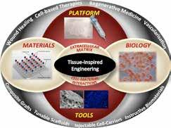Insight Tissue-Inspired Engineering By Cleo Choong, Timothy Tan and Andrew Tan Nature s Design Principles To Develop Bio-Inspired Technologies The phrases nature-inspired and biomimetic approach have