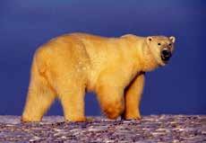 Historic Climatic Events Drove Evolution Of Polar Bears Picture credit: Terry Debruyne, U.S. Fish and Wildlife Service. Public domain image.