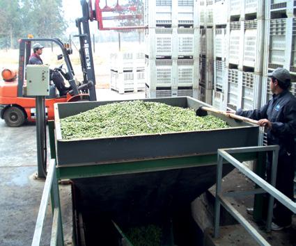 Acceptance and Cleaning As a system partner, GEA Westfalia Separator supplies complete process lines. These include all components for acceptance and cleaning of the olives.