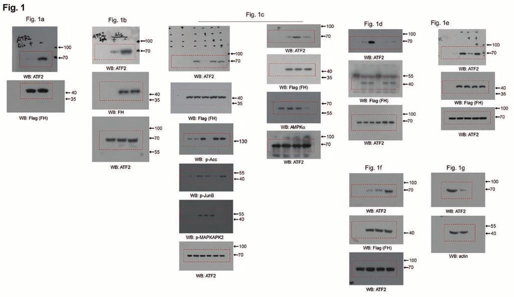 Supplementary Figure 8 Collection of the unprocessed blot