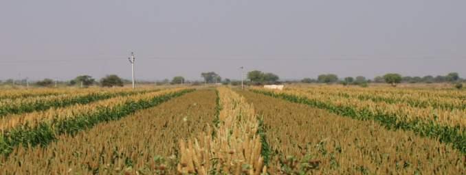 Andhra Pradesh as Pearl Millet Seed Production Hub for India AP farmers produce >80% of pearl millet seed marketed in India.