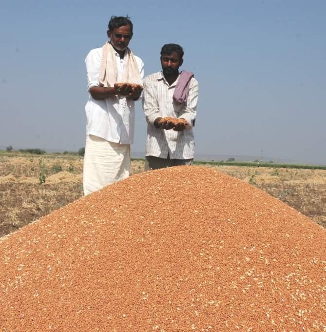 Area (000 ha)/production (000 t) Yield (kg/ha) Chickpea Revolution in AP During the past decade 4-fold increase in area 2.