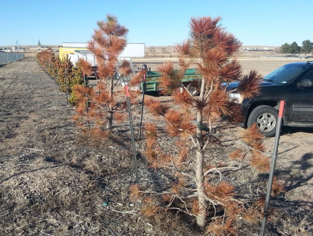 Pines in far western Nebraska showed substantial needle browning in January 2015 apparently from short-term severe drought stress that began in the fall of 2014.