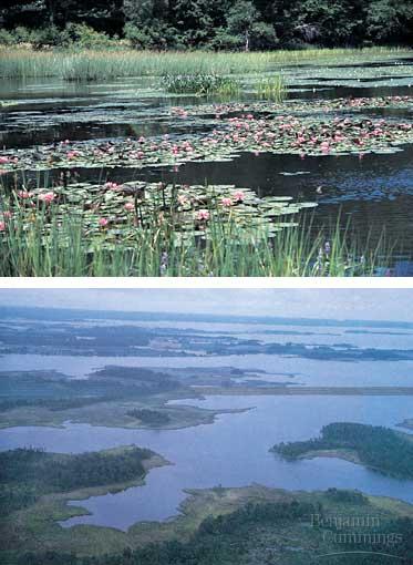 Wetlands & Estuaries Transi8onal Zones between freshwater and marine.