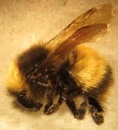 bombi 7 of 9 species of bumble bees represented No tracheal mite No Nosema bombi No bees positive for DWV 9 different