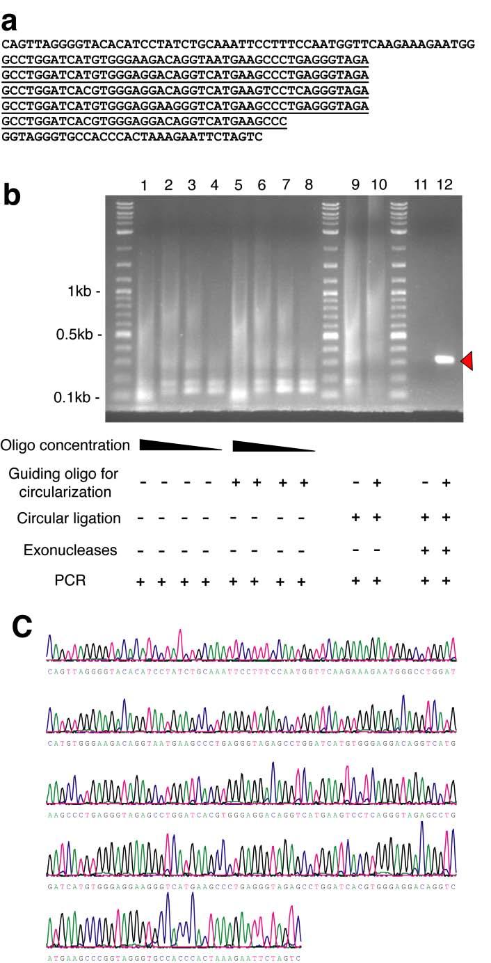 Supplementary Figure 4. Synthesis of a human minisatellite repeat sequence by circular assembly amplification. (a) Target DNA sequence (GenBank accession code: NT011515).