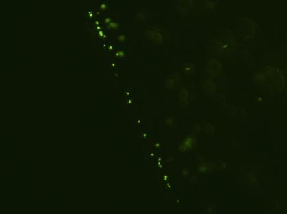 5. Transport of bacteria cells to the edge of a liquid drop on the antibody-coated surface BCG BCG-IgY 0 sec 30 sec 60 sec 10μm Fig. S5 Still images captured every 30 seconds.