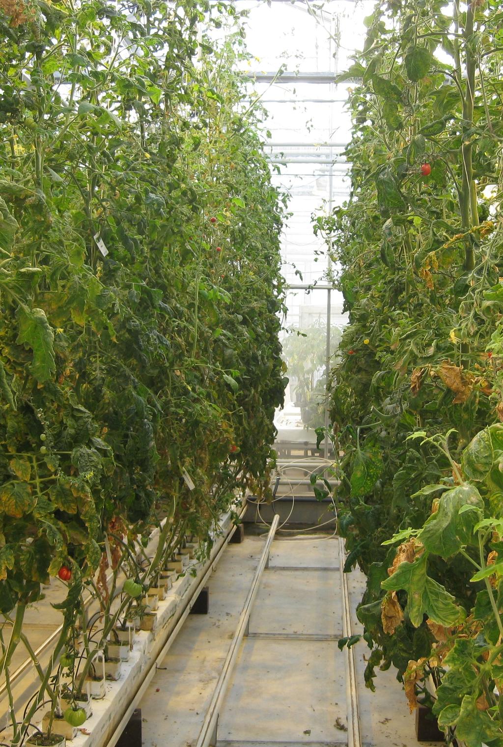 150 tomato genome project Public-private partnership initiated by TTI green genetics and BGI China (Re)sequencing 150