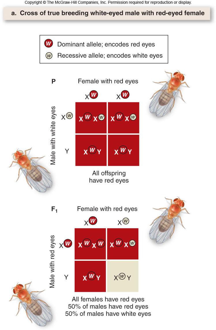 Here s Morgan s first experiment. In the first part (P) he crossed white-eyed, hemizygous, recessive s with red-eyed, homozygous, dominant s to get all red-eyed F1 s, regardless of sex.