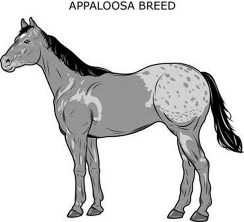 8. The Appaloosa is a breed of American horse known for its leopard-like spotting. The grey color (GG) and the white color (WW) are codominant, making the genotype for the Appaloosa (GW).