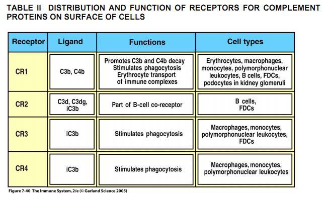 C5a Receptor (C5aR;CD88) is a seven transmembrane G-protein coupled receptor expressed primarily on neutrophils and macrophages. Also found on hepatocytes and various tissue epithelial cells.