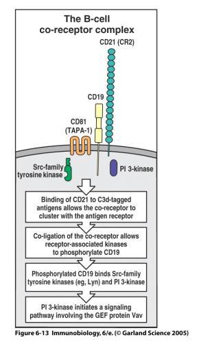 5. ENHANCEMENT OF THE IMMUNE RESPONSE CR2 (CD21) is expressed on B-cells and follicular dendritic cells. This receptor binds the C3d fragment of C3.
