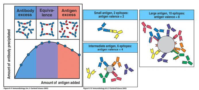 PASSIVE AGGLUTINATION Passive agglutination is a way to use the extraordinary sensitivity of agglutination assays to detect antibodies specific for soluble antigens such as thyroglobulin to help